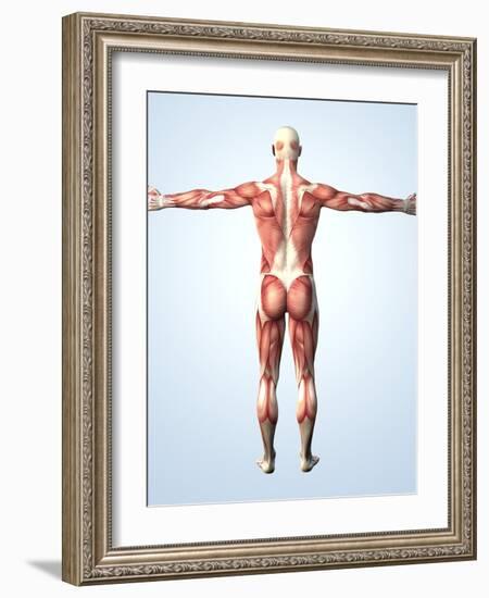 Muscular System-Roger Harris-Framed Photographic Print