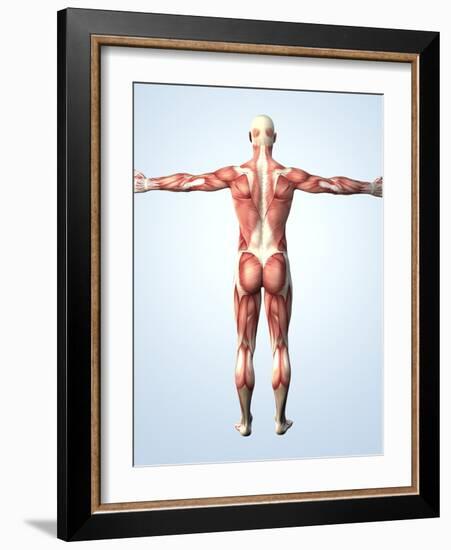 Muscular System-Roger Harris-Framed Photographic Print