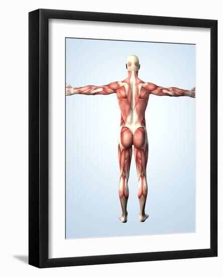 Muscular System-Roger Harris-Framed Photographic Print