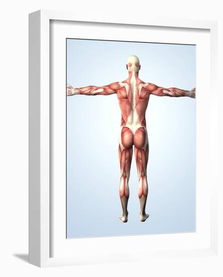 Muscular System-Roger Harris-Framed Photographic Print