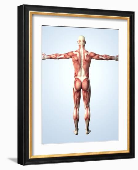 Muscular System-Roger Harris-Framed Photographic Print