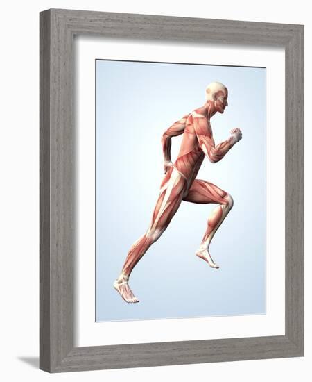 Muscular System-Roger Harris-Framed Photographic Print