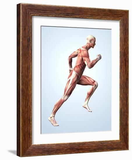 Muscular System-Roger Harris-Framed Photographic Print