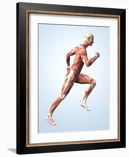 Muscular System-Roger Harris-Framed Photographic Print