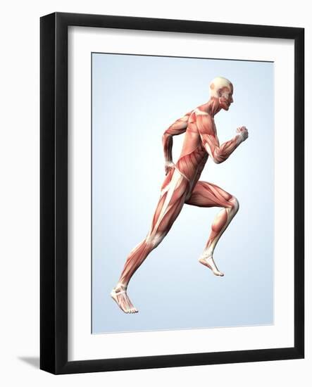 Muscular System-Roger Harris-Framed Photographic Print