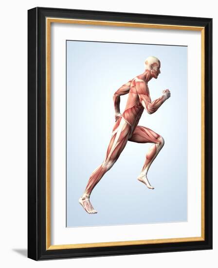 Muscular System-Roger Harris-Framed Photographic Print