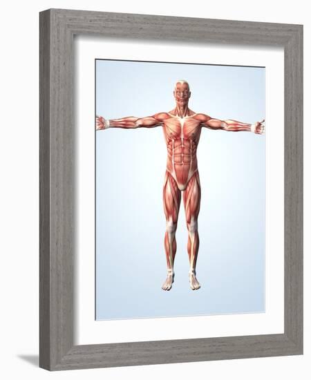 Muscular System-Roger Harris-Framed Photographic Print