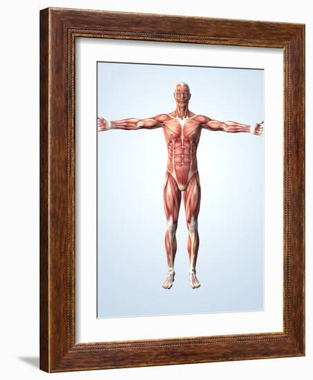 Muscular System-Roger Harris-Framed Photographic Print