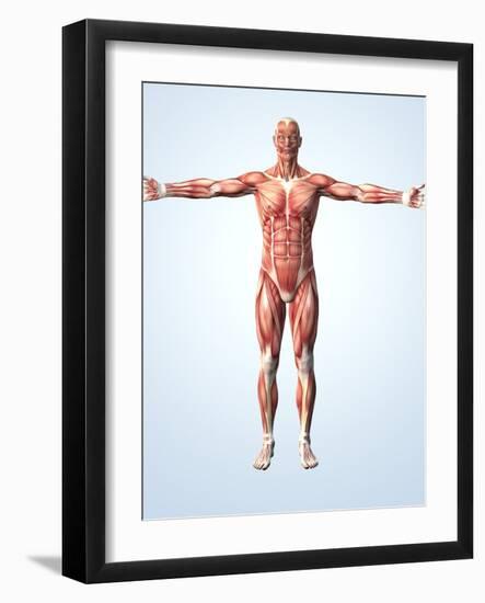 Muscular System-Roger Harris-Framed Photographic Print