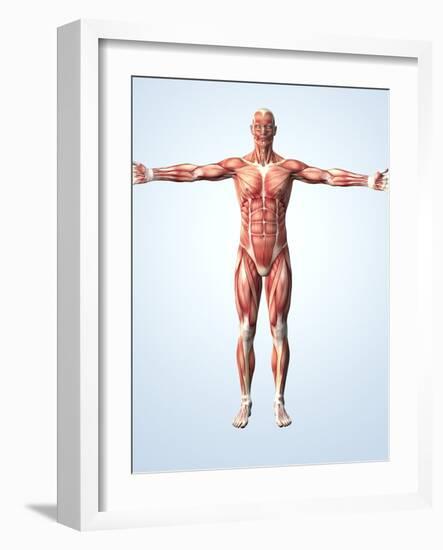 Muscular System-Roger Harris-Framed Photographic Print