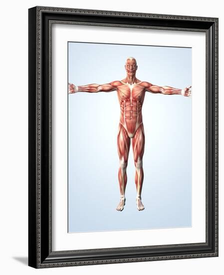 Muscular System-Roger Harris-Framed Photographic Print