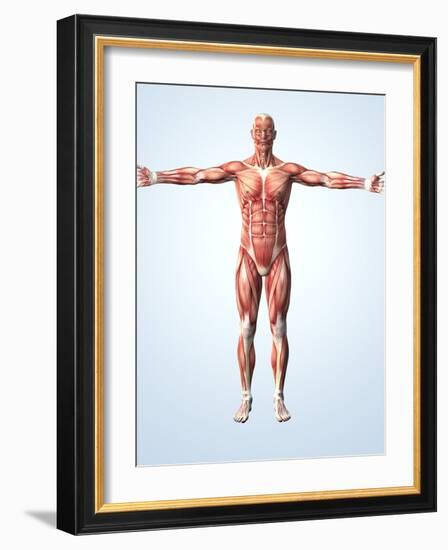 Muscular System-Roger Harris-Framed Photographic Print