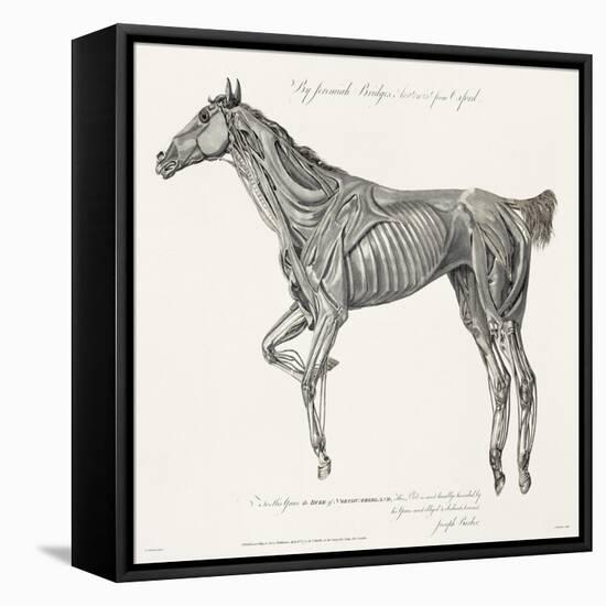 Musculature, Horse, Illustration, 1772-Science Source-Framed Premier Image Canvas