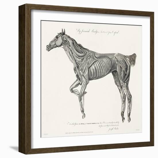 Musculature, Horse, Illustration, 1772-Science Source-Framed Giclee Print