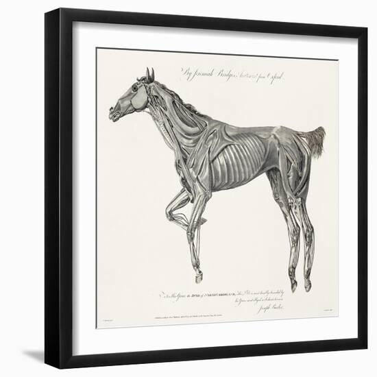 Musculature, Horse, Illustration, 1772-Science Source-Framed Giclee Print
