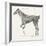 Musculature, Horse, Illustration, 1772-Science Source-Framed Giclee Print