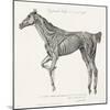 Musculature, Horse, Illustration, 1772-Science Source-Mounted Giclee Print