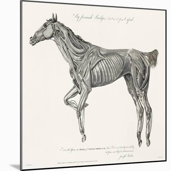 Musculature, Horse, Illustration, 1772-Science Source-Mounted Giclee Print