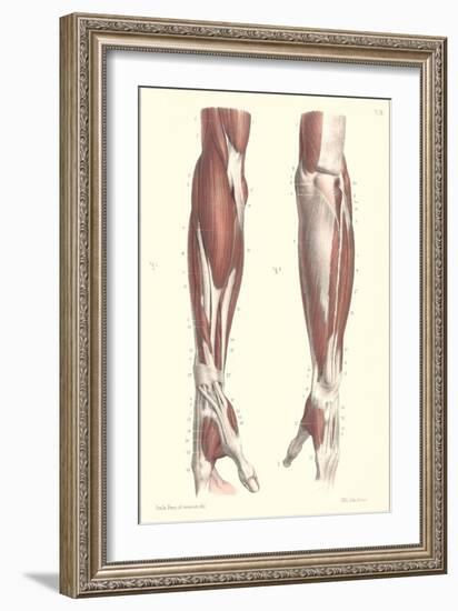 Musculature of the Forearm-null-Framed Art Print