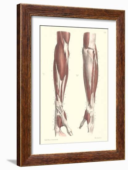 Musculature of the Forearm-null-Framed Art Print