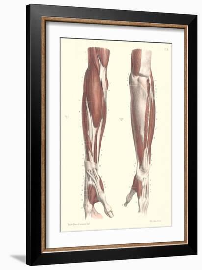 Musculature of the Forearm-null-Framed Art Print