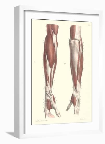 Musculature of the Forearm-null-Framed Art Print