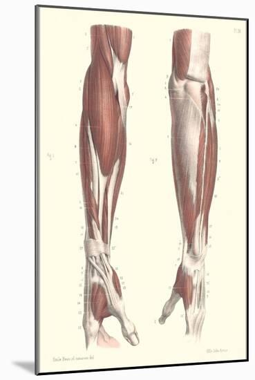 Musculature of the Forearm-null-Mounted Art Print