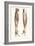 Musculature of the Forearm-null-Framed Premium Giclee Print