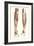 Musculature of the Forearm-null-Framed Premium Giclee Print