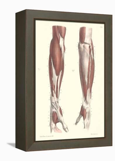 Musculature of the Forearm-null-Framed Stretched Canvas