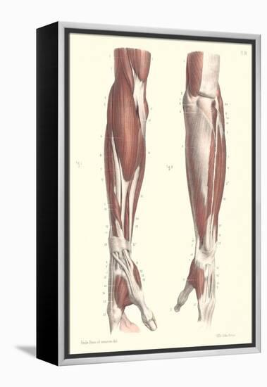 Musculature of the Forearm-null-Framed Stretched Canvas