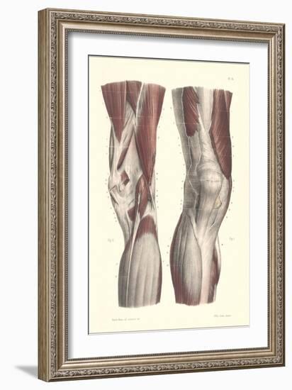 Musculature of the Knee Area-null-Framed Premium Giclee Print