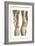 Musculature of the Knee Area-null-Framed Premium Giclee Print
