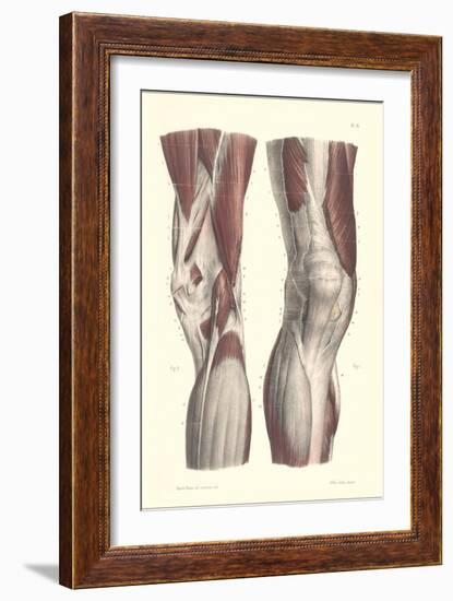 Musculature of the Knee Area-null-Framed Premium Giclee Print