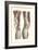 Musculature of the Knee Area-null-Framed Premium Giclee Print