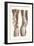 Musculature of the Knee Area-null-Framed Premium Giclee Print
