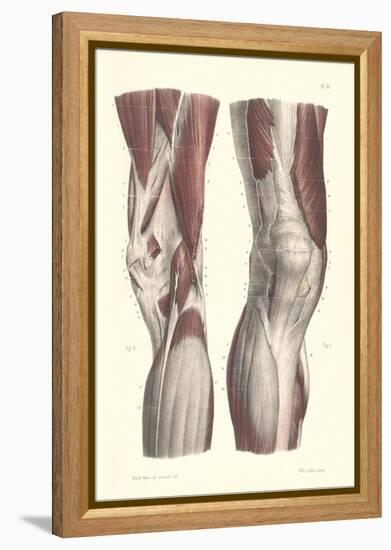Musculature of the Knee Area-null-Framed Stretched Canvas