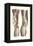 Musculature of the Knee Area-null-Framed Stretched Canvas