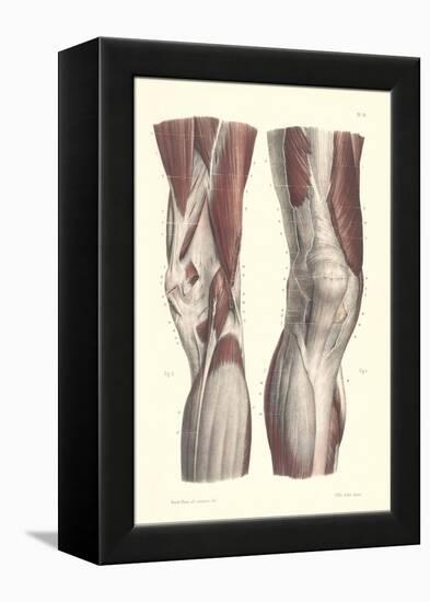 Musculature of the Knee Area-null-Framed Stretched Canvas