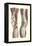 Musculature of the Knee Area-null-Framed Stretched Canvas