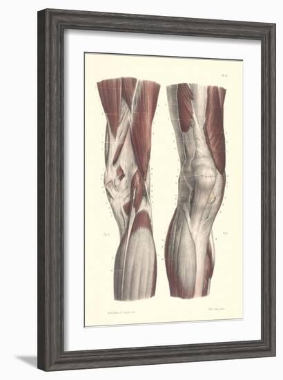 Musculature of the Knee Area-null-Framed Art Print