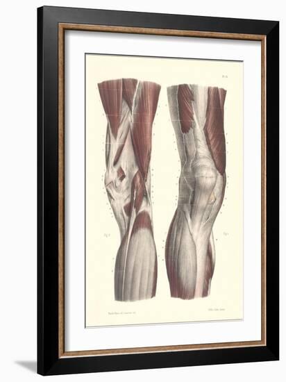 Musculature of the Knee Area-null-Framed Art Print