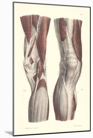 Musculature of the Knee Area-null-Mounted Art Print