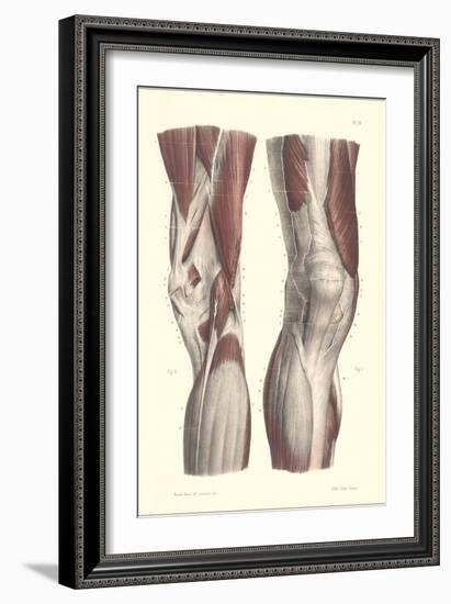 Musculature of the Knee Area-null-Framed Art Print
