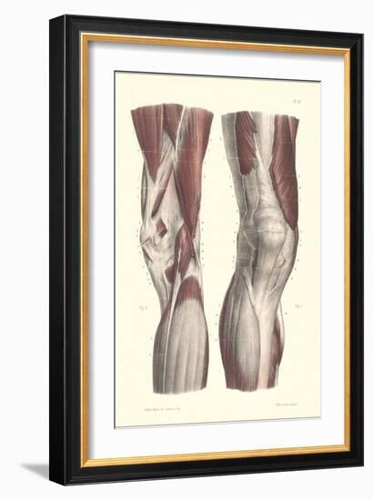 Musculature of the Knee Area-null-Framed Art Print