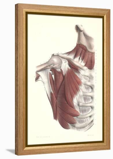 Musculature of the Shoulder Area-null-Framed Stretched Canvas