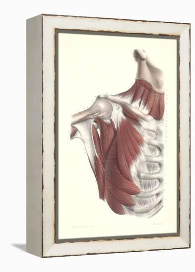 Musculature of the Shoulder Area-null-Framed Stretched Canvas