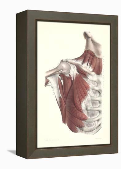 Musculature of the Shoulder Area-null-Framed Stretched Canvas