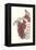 Musculature of the Shoulder Area-null-Framed Stretched Canvas