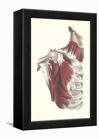 Musculature of the Shoulder Area-null-Framed Stretched Canvas